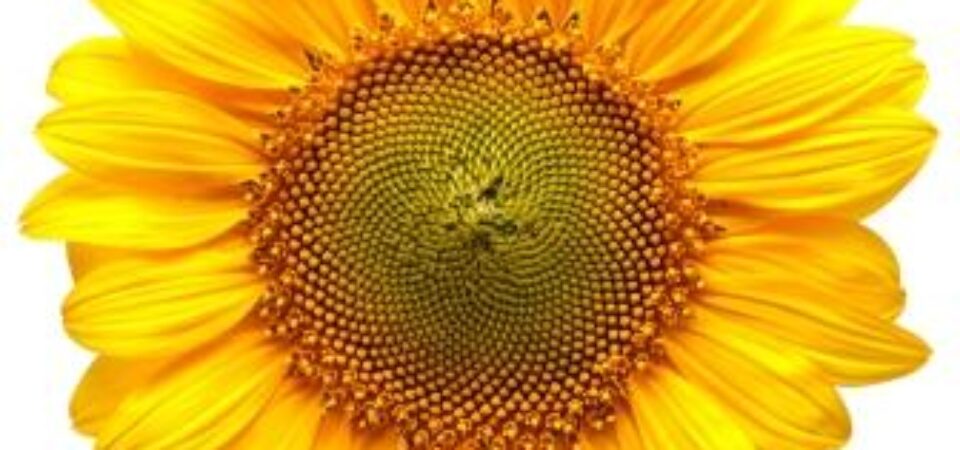 Zonnebloem Zonnebloem